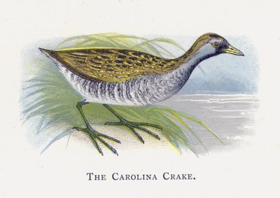 The Carolina Crake by Alexander Francis Lydon